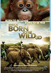 born_to_be_wild-556202636-large.jpg